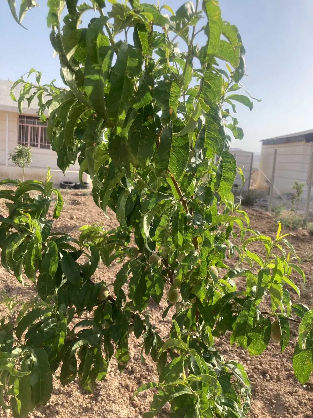 باغ سه ساله با انواع میوه