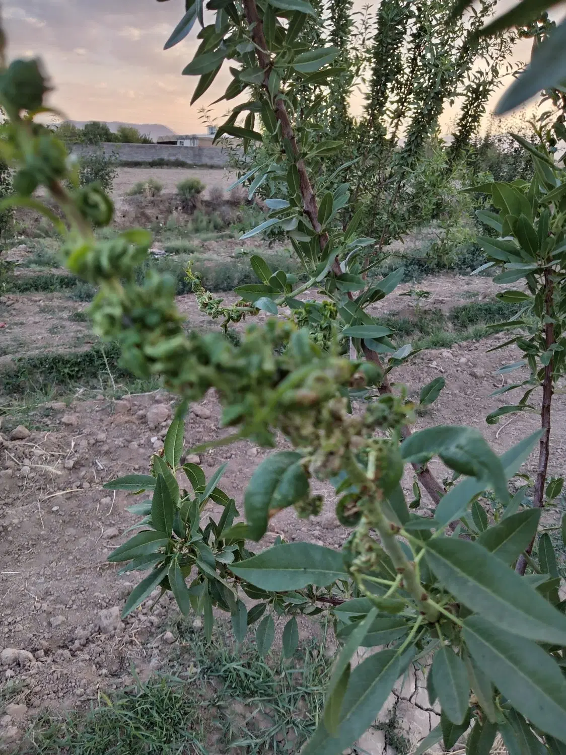 باغ