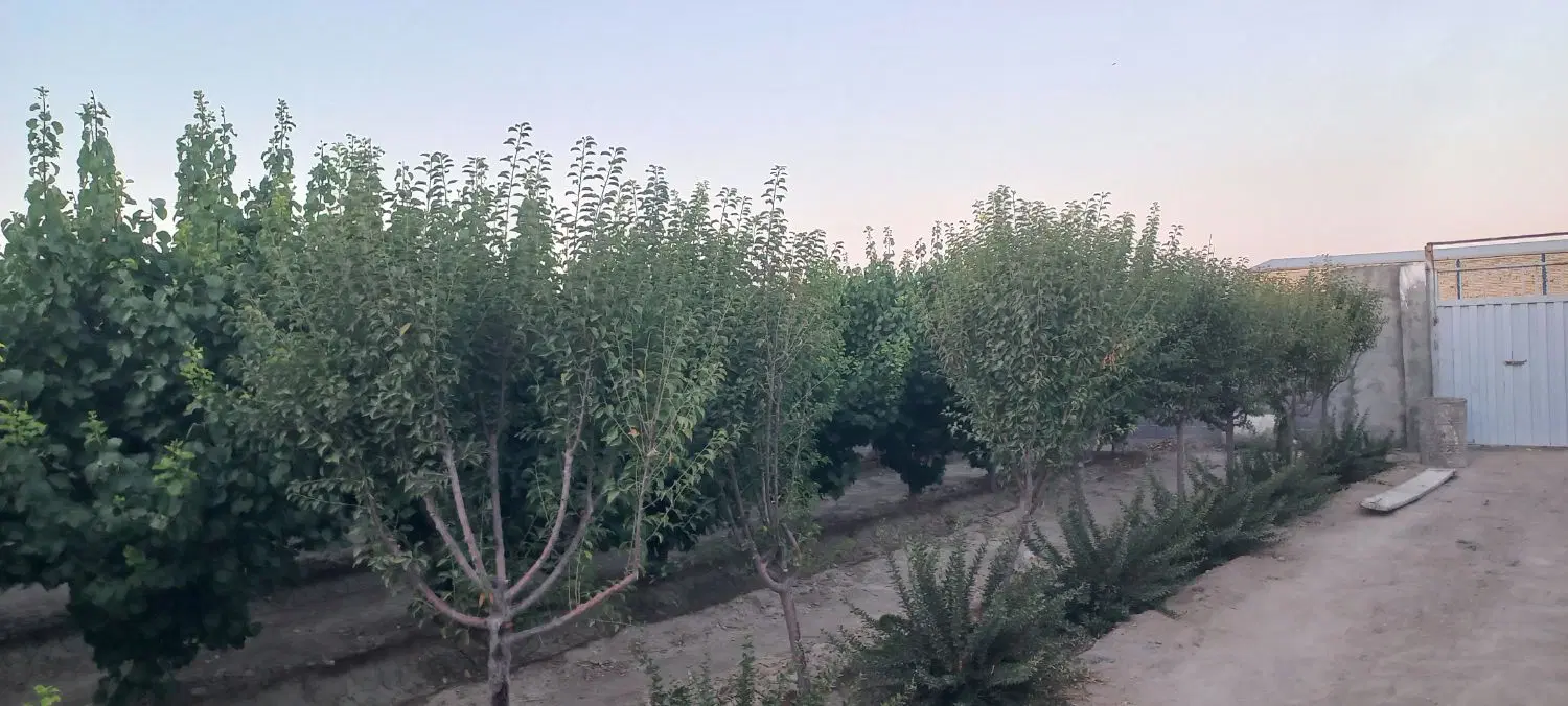 سلام چهاردیواری بادرخت ۵ساله دارای آب چاه برق