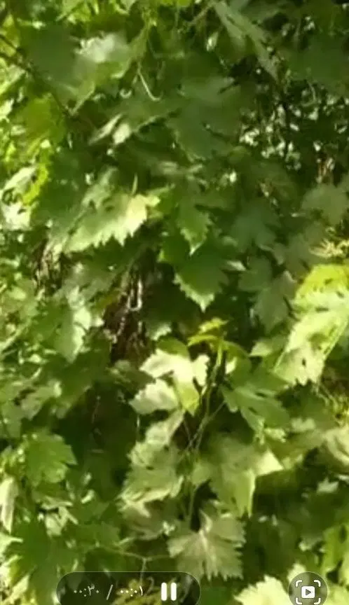 باغچه 1400متری در سولقان