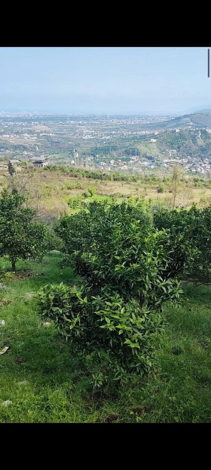 باغ مرکبات