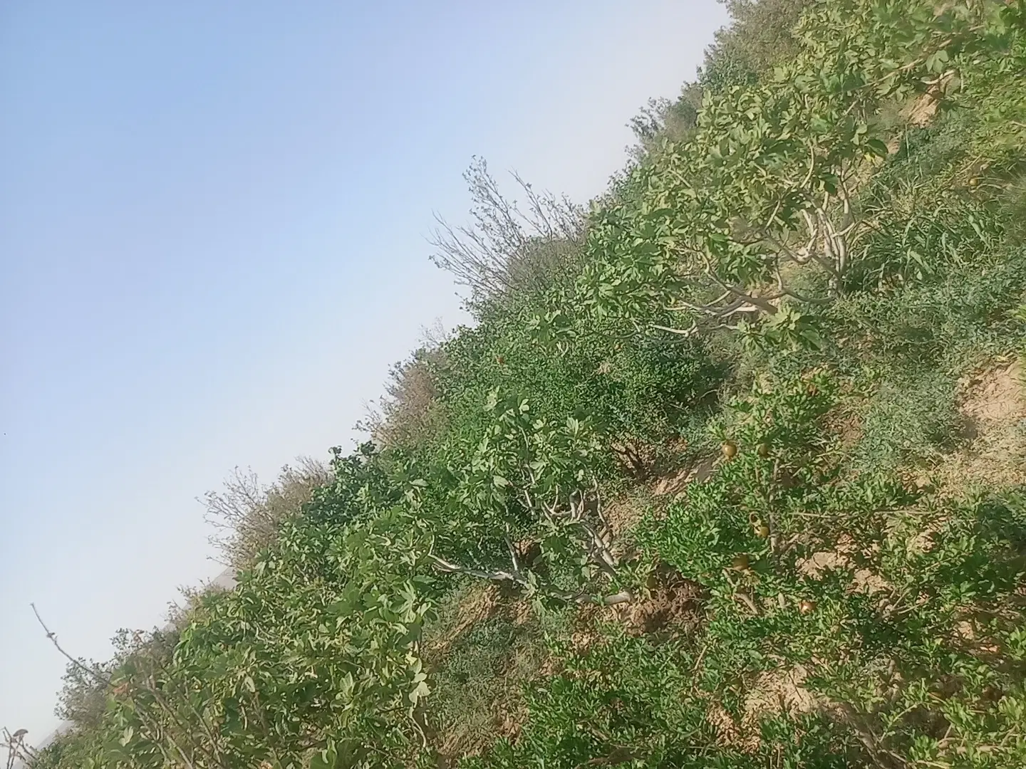 باغ یل آباد