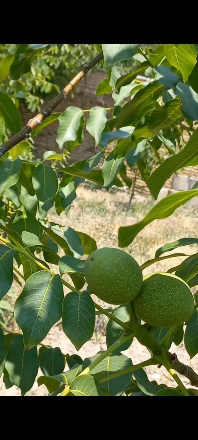 باغ در مرند