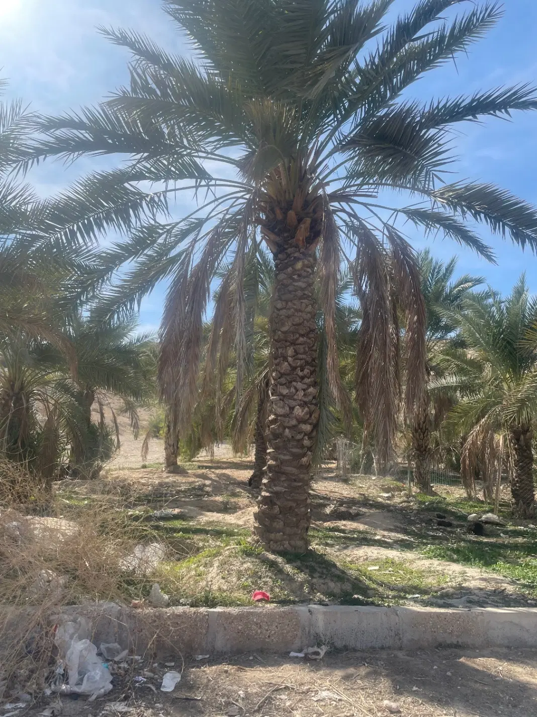 زمین باغی