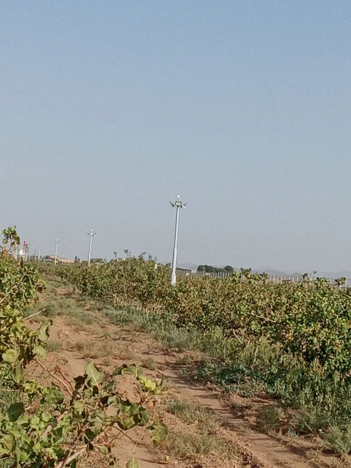 فروش باغ پسته