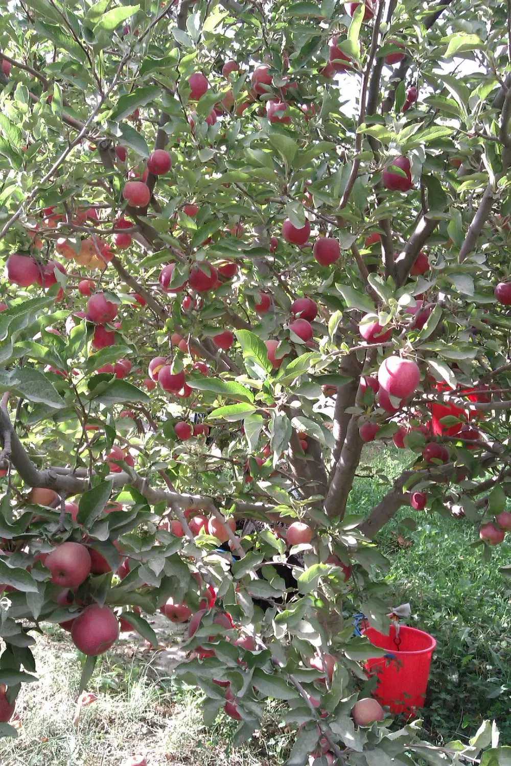 باغ سیب و الو اماده برای استفاده