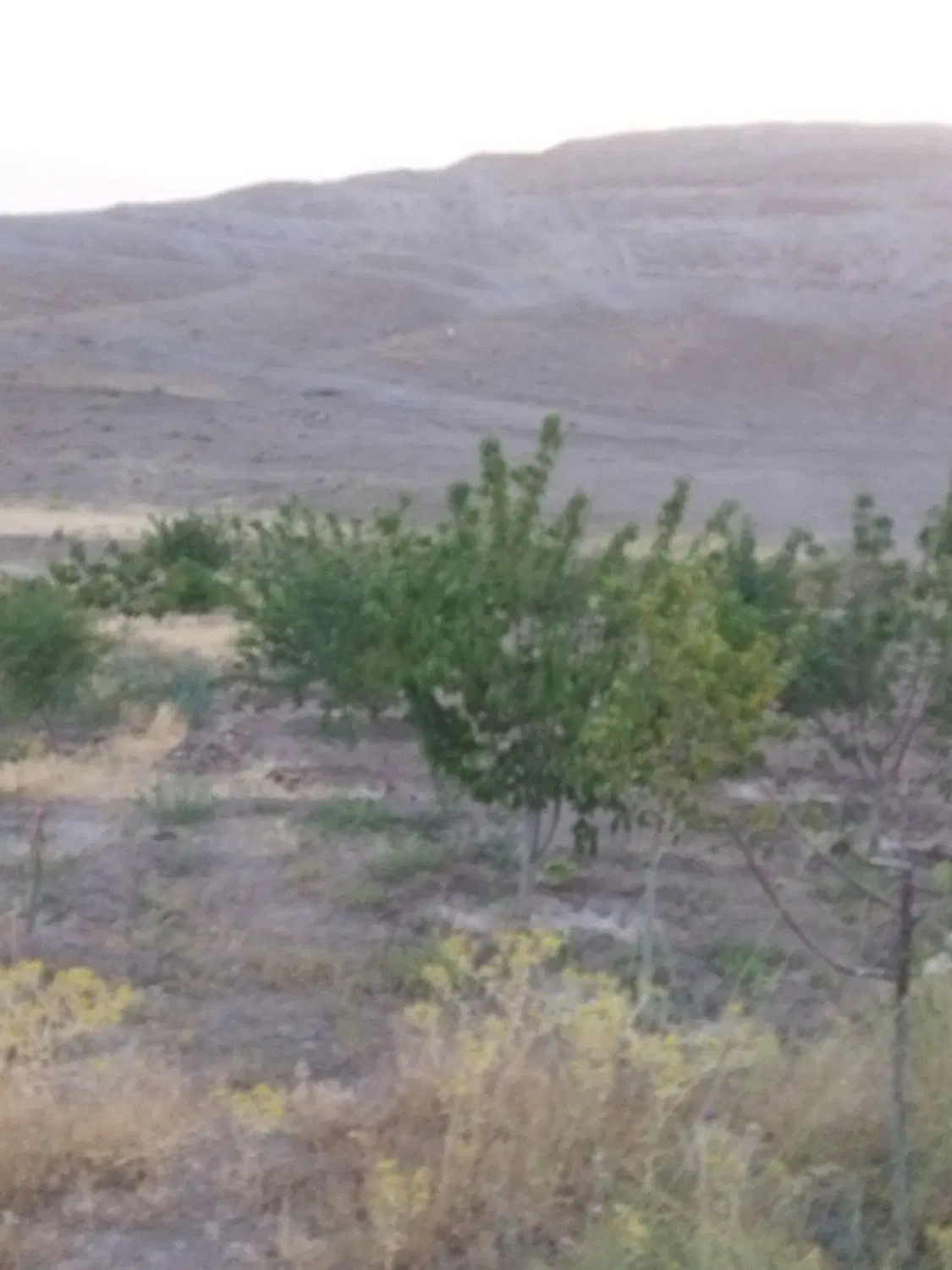 باغ رشتقون