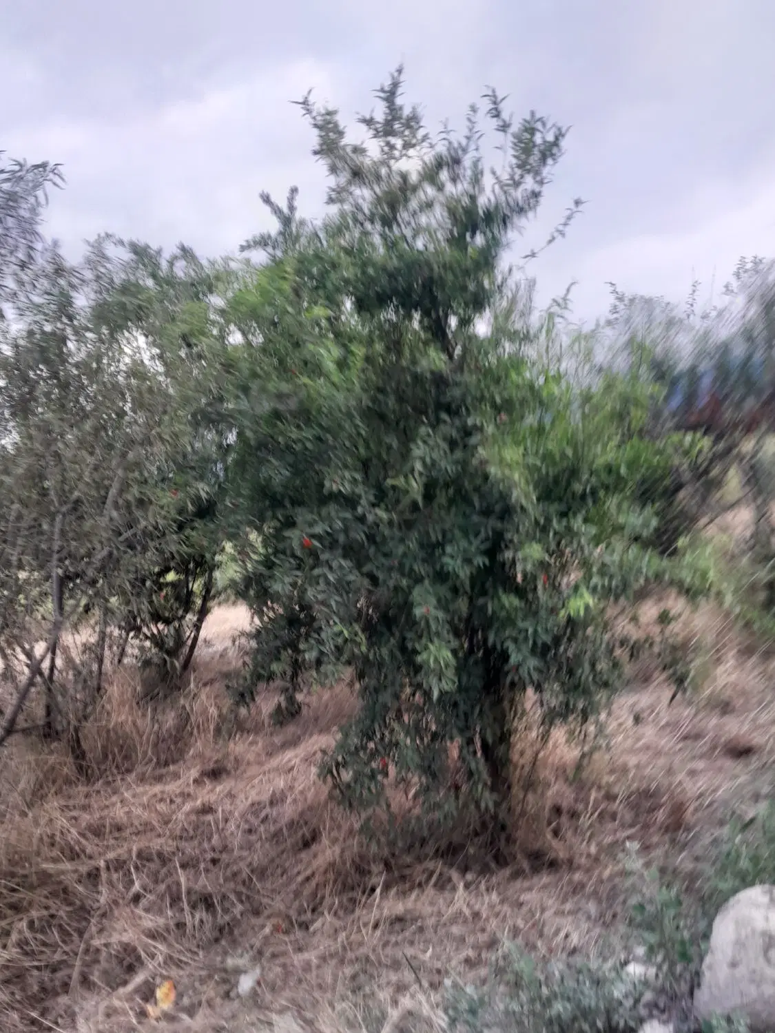 باغ ۵۰۰متری کنار خیابان اصلی شموشک