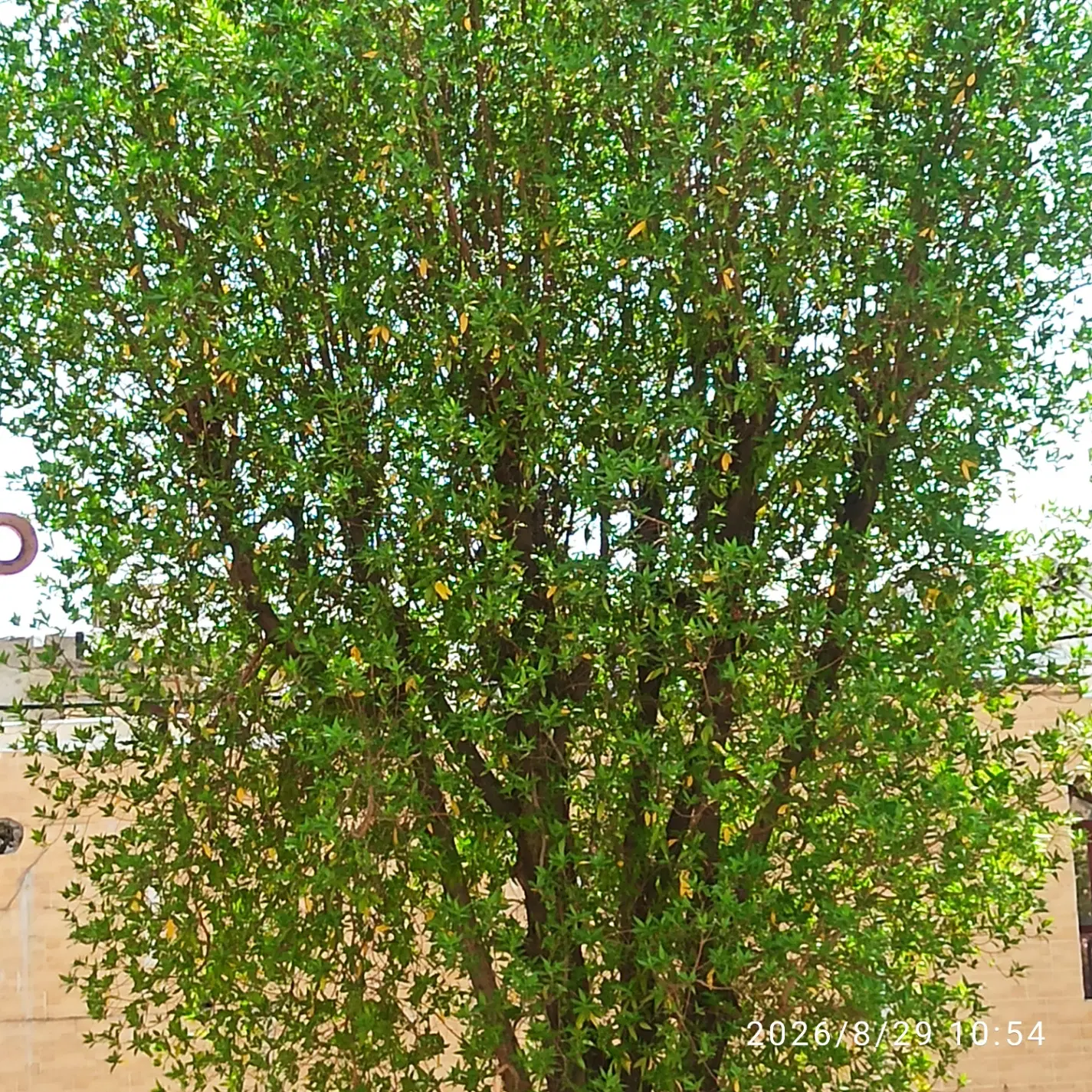 رهن و اجاره خانه ویلایی قدیمی پانصد دستگاه