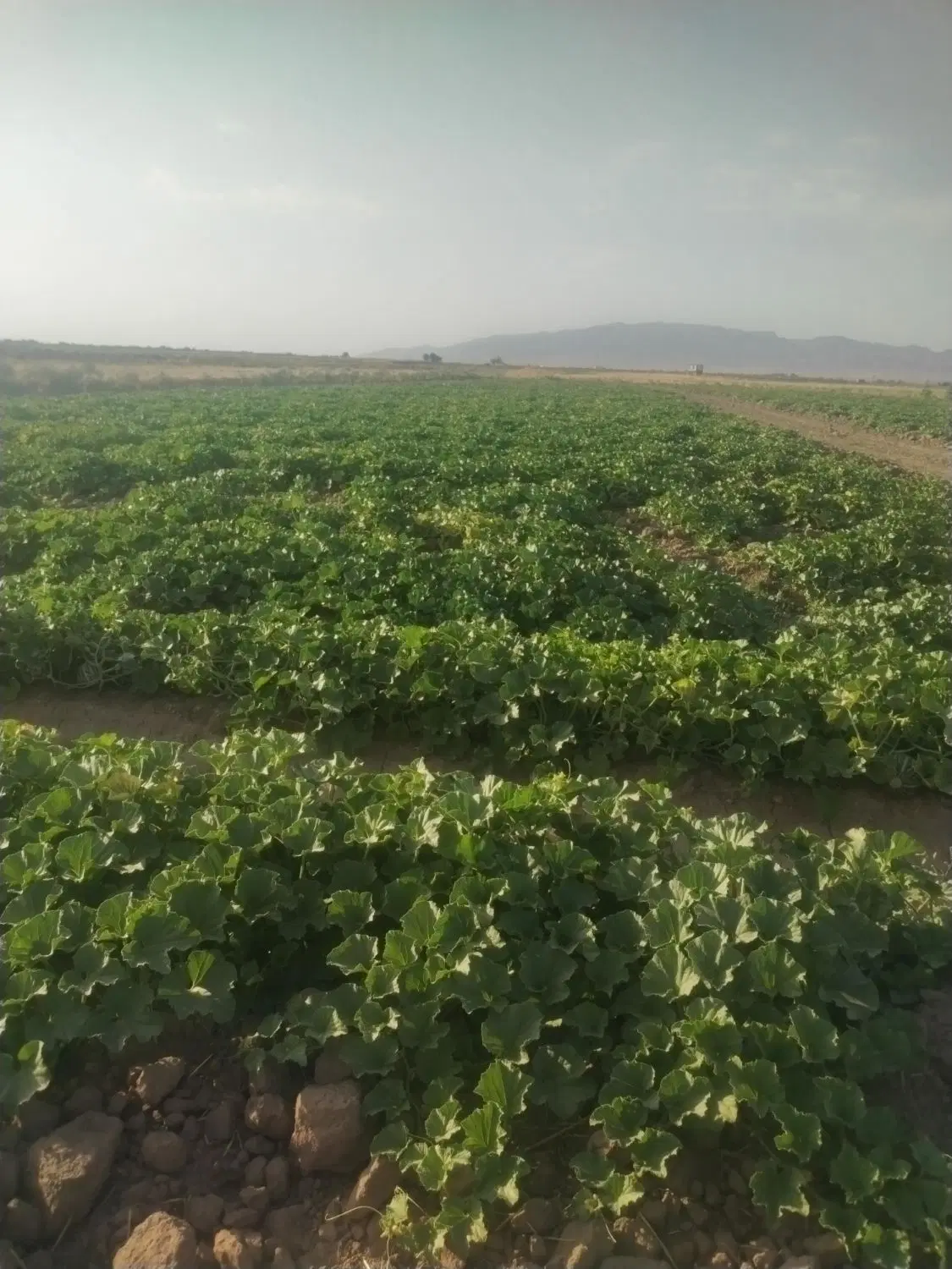 زمین مگسی به اجاره داده می‌شود