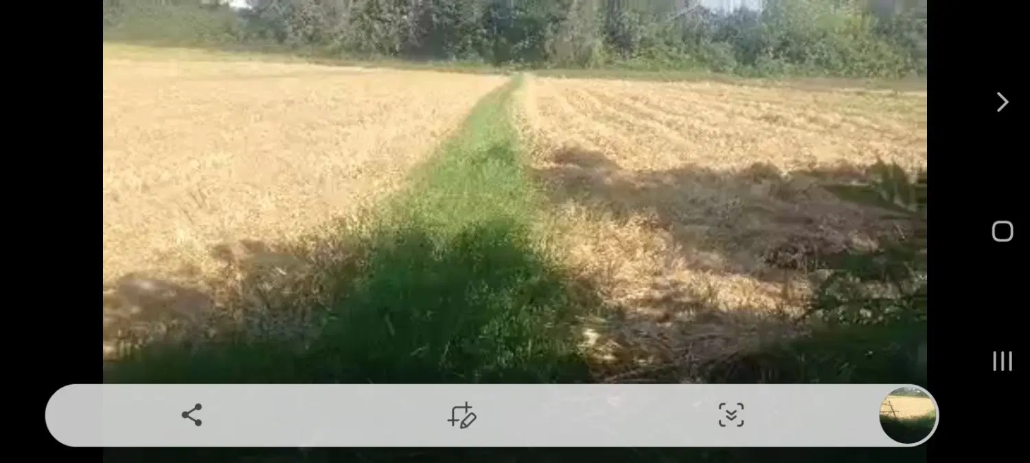 شالیزار ۱۲۰ درز واقع درلات پاشاکی (گوشکجان)
