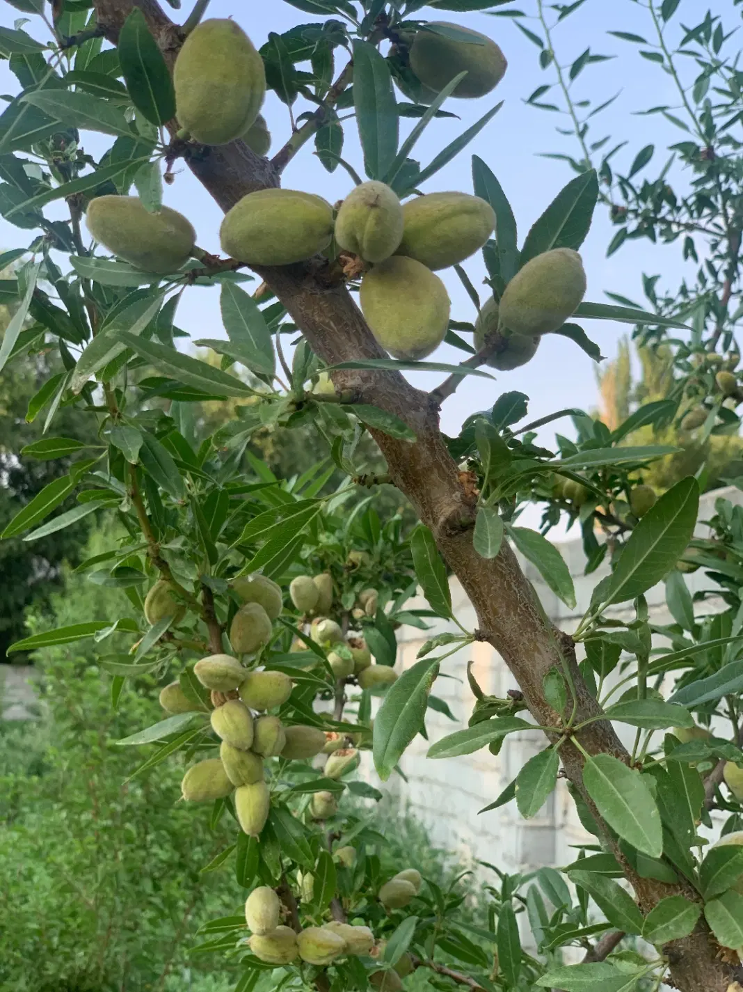 باغ دو‌نبش خاوران باسمنج