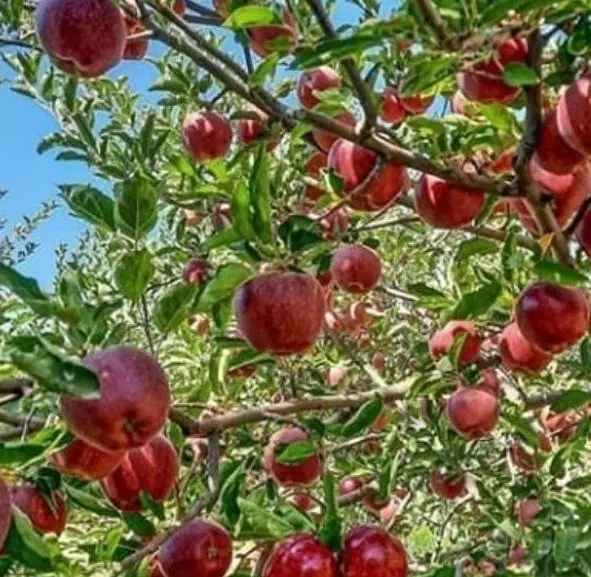 باغ سیب فاز۲رضا