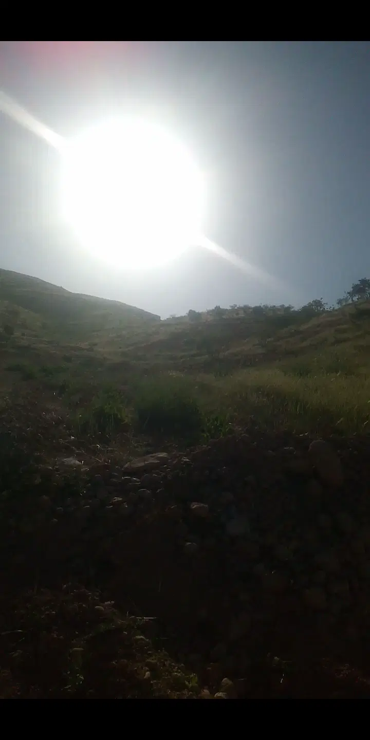 باغ شهری