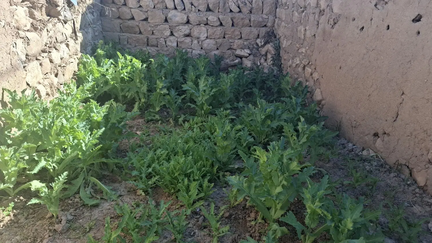 زمین ساختمانی
