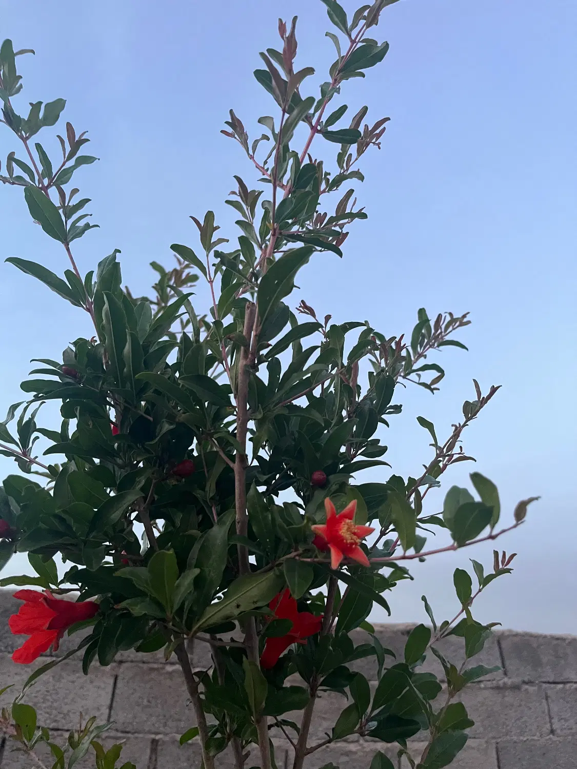 باغ حصارمهتر