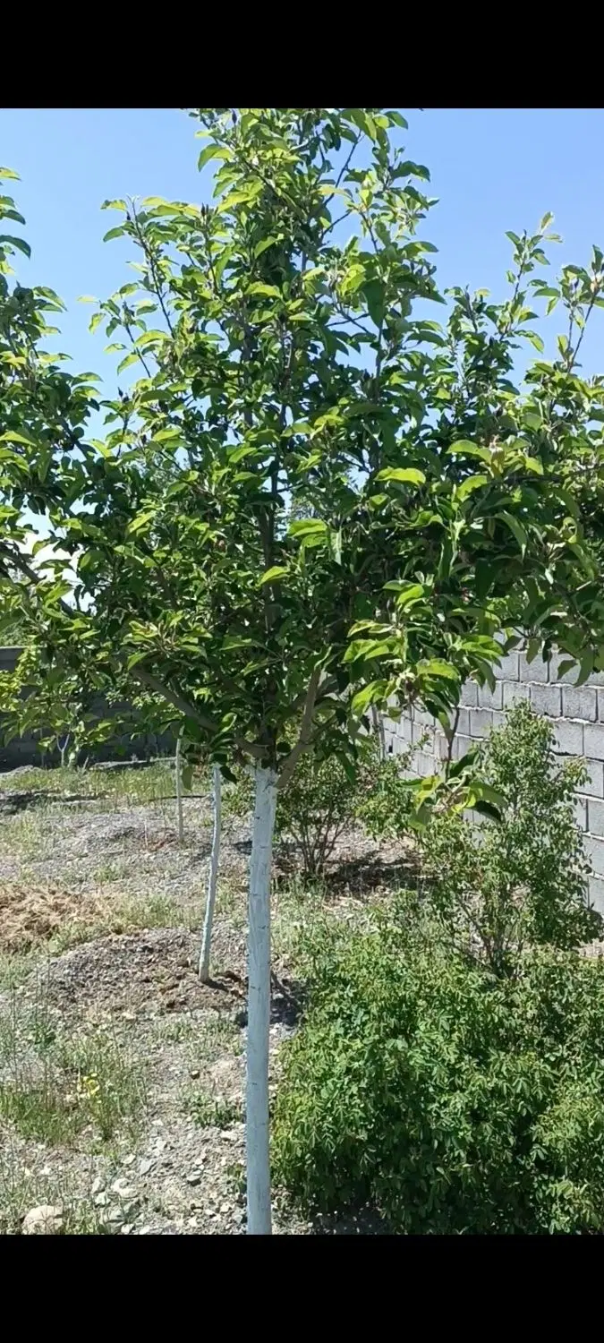 باغ در اراضی سیس