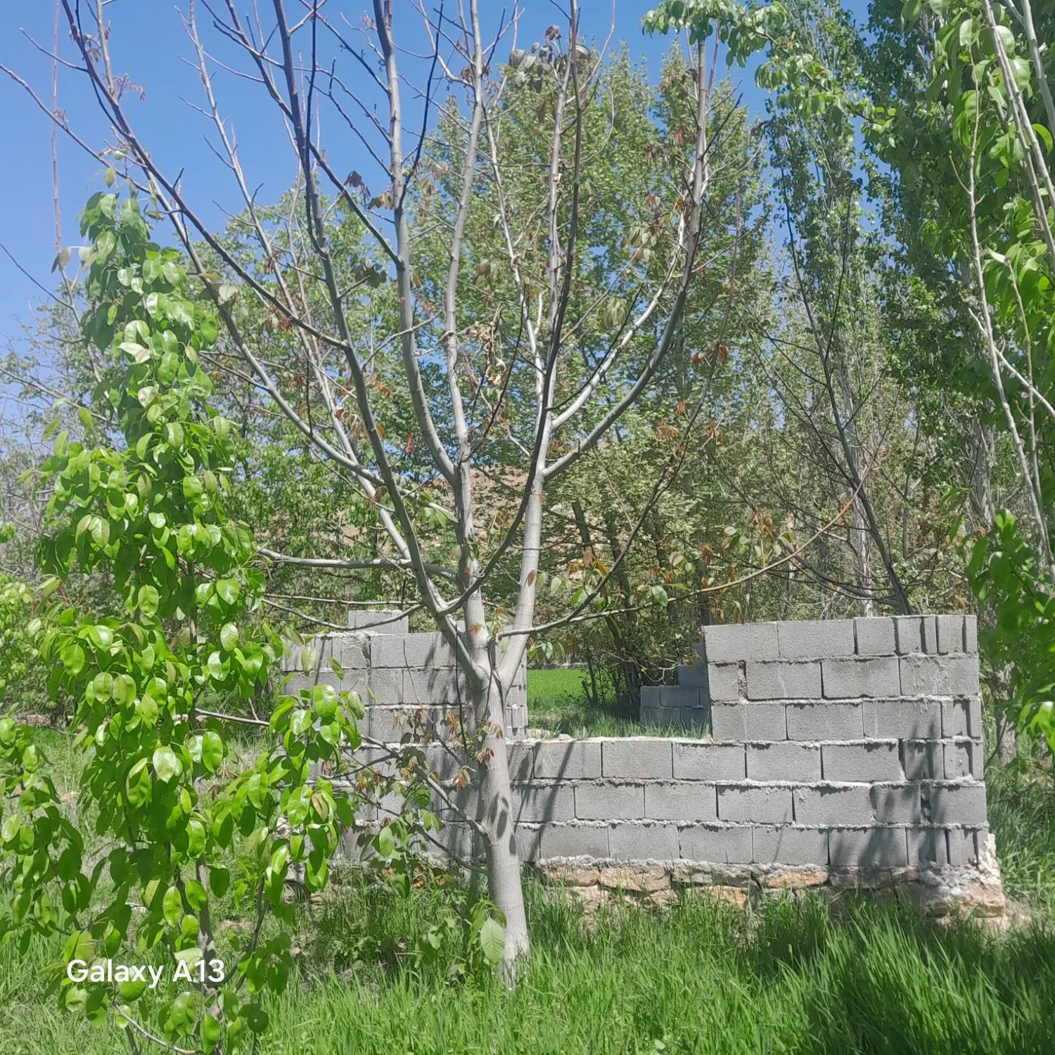 یه باغ نقلی خوب وحاصل خیز