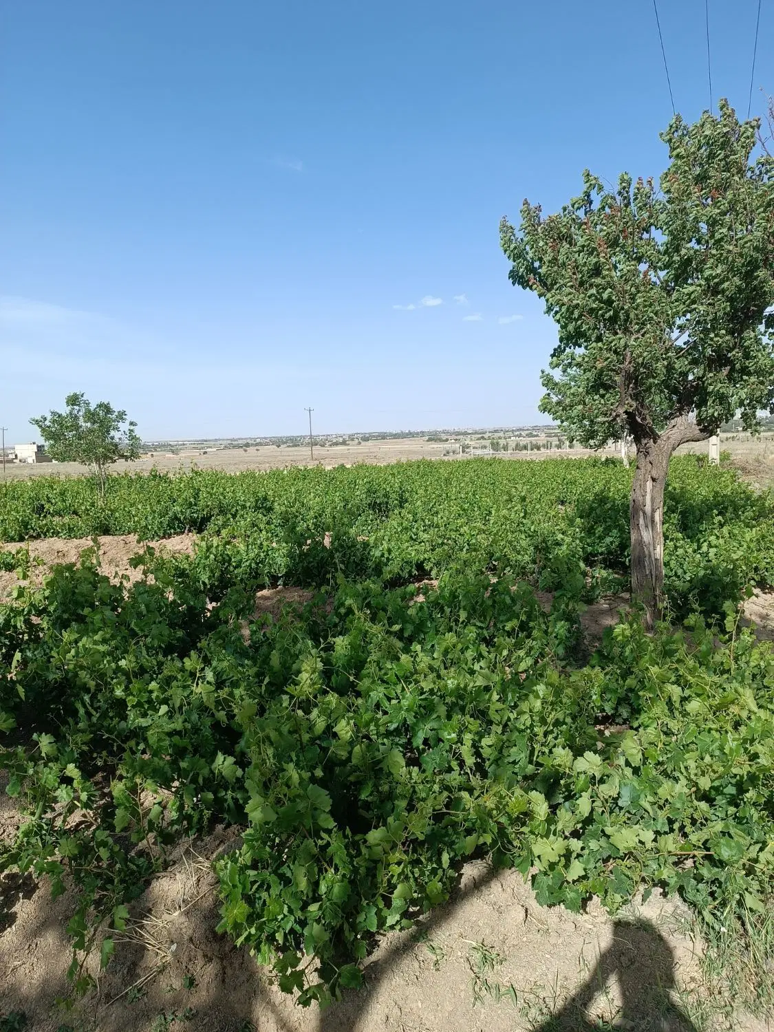 باغ اول مرزیجران