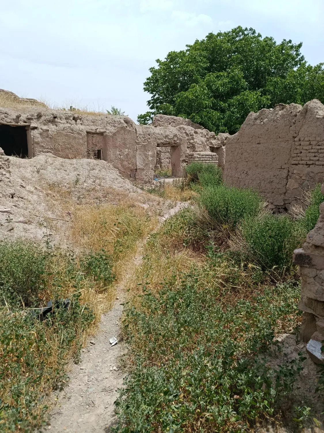باغ گردو