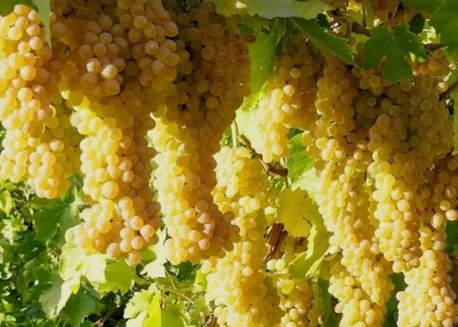 باغ