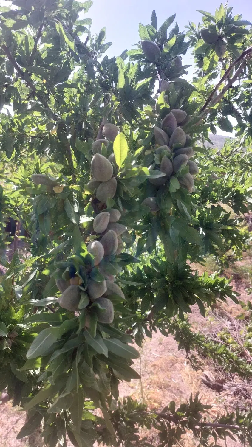 باغ بادام متری ۵۰۰ هزار تومن سپیدان