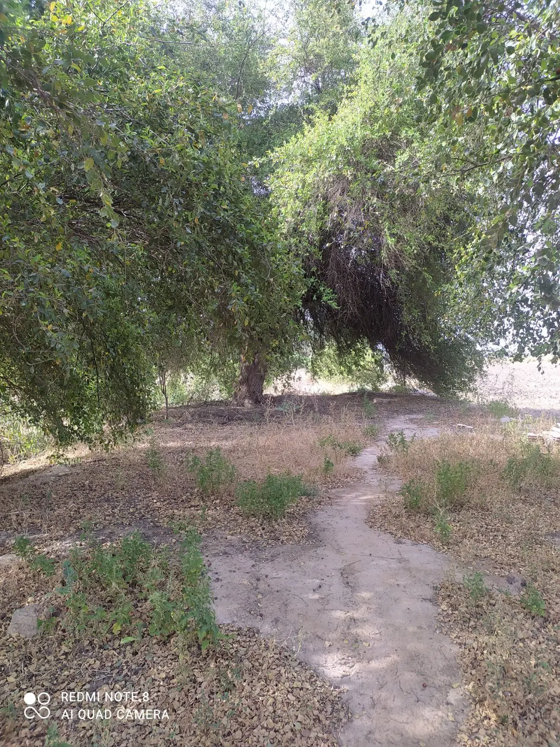 زمین باغ ویلا