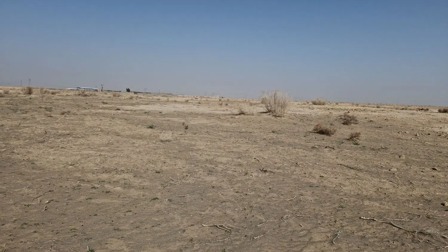 فروشی مرتع جو پرخوشه