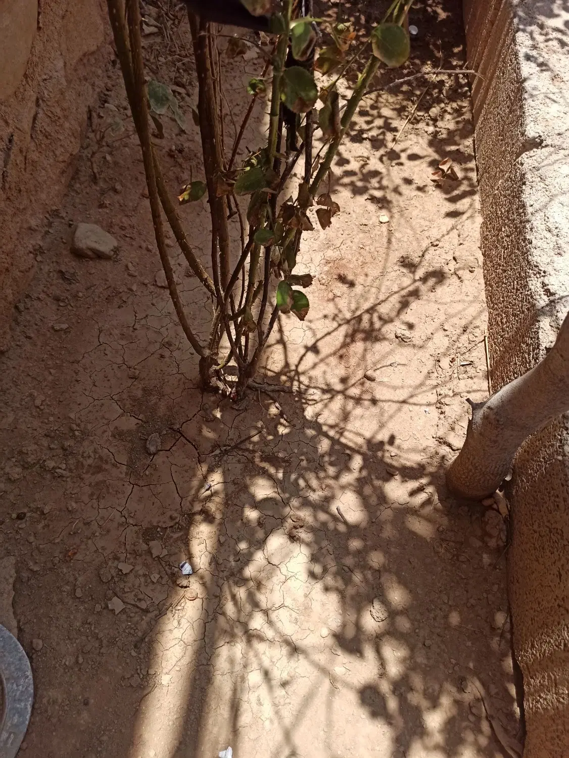 زمین 5524 بشیرنذیر