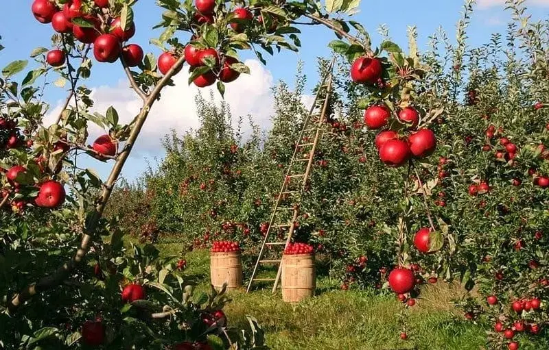 فروش باغ در مرکز شهر نمین
