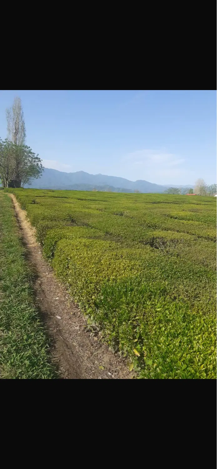 ۴هکتار باغ‌چای