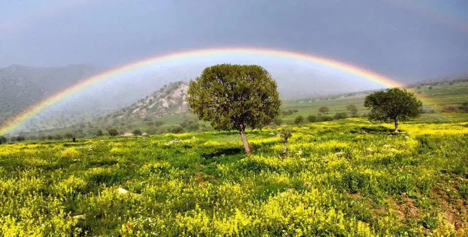 زمین حیاط مسکونی