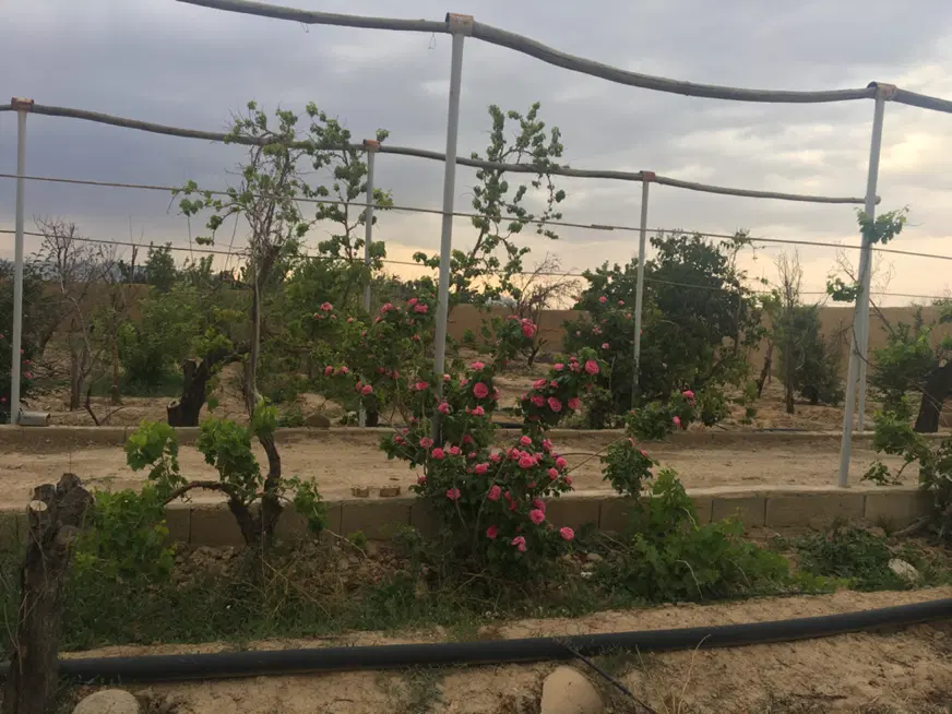 باغ قلعه سفید