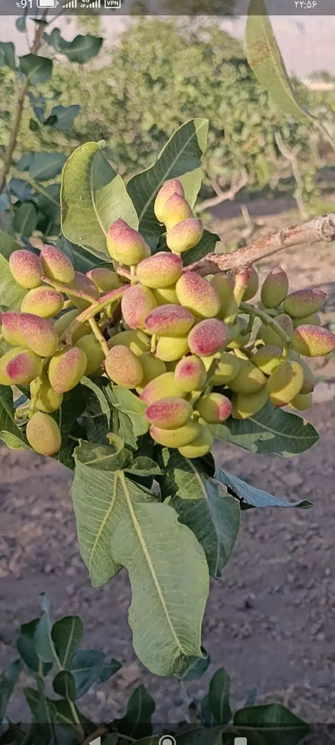 زمین پسته و گلخانه و 200متر خانه همه چی کامل
