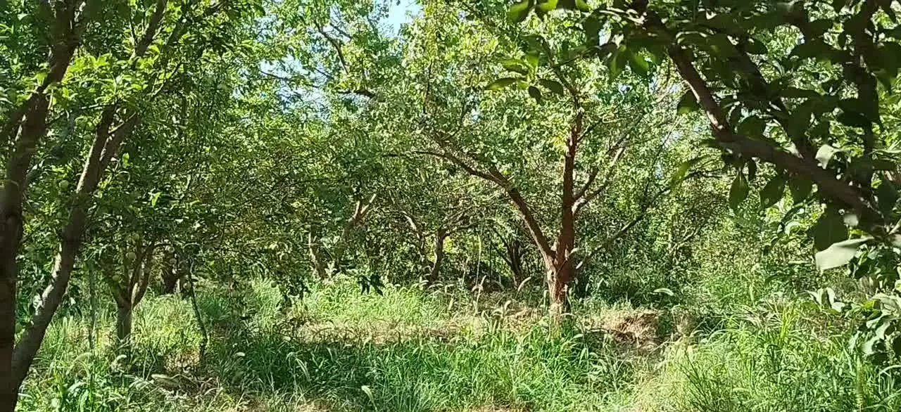 باغ الوان