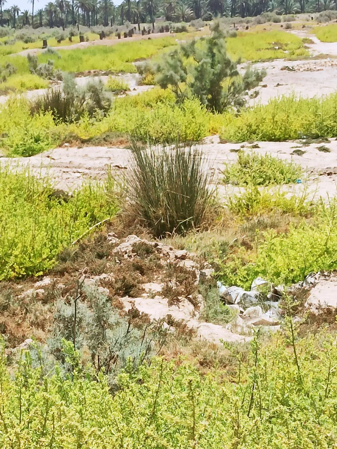 فروش زمین