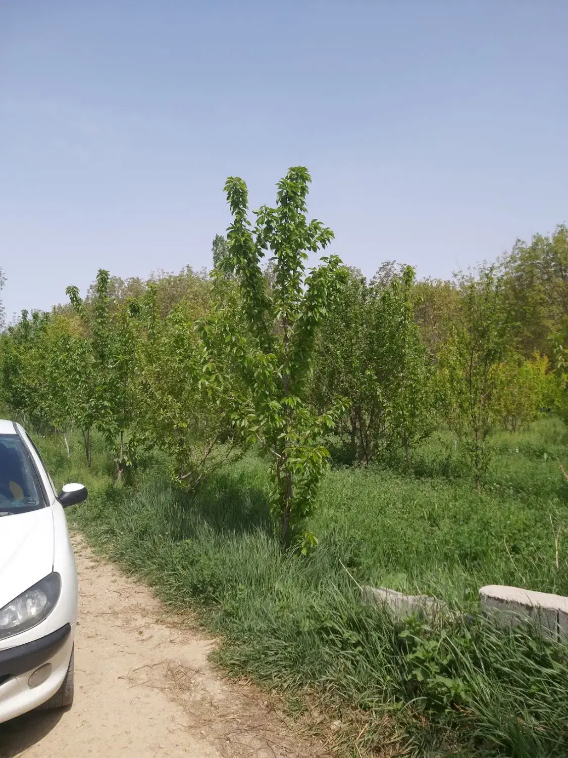 باغ جاده سلامت(قابل معاوضه تا ۲‌.۳ میلیارد سرانه