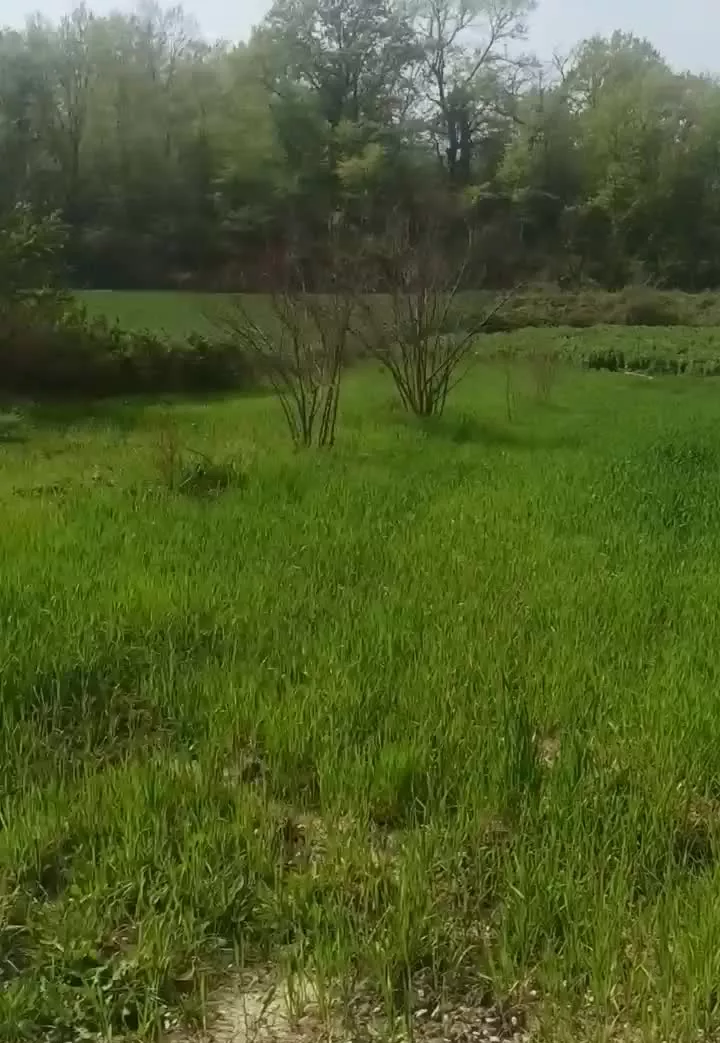 باغچه نزدیک جنگل