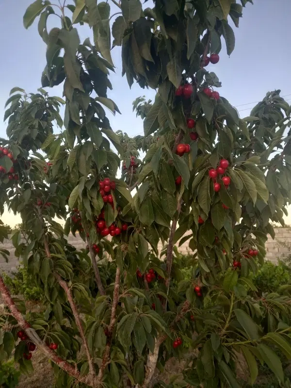 باغ 400 متری چهار دیواری
