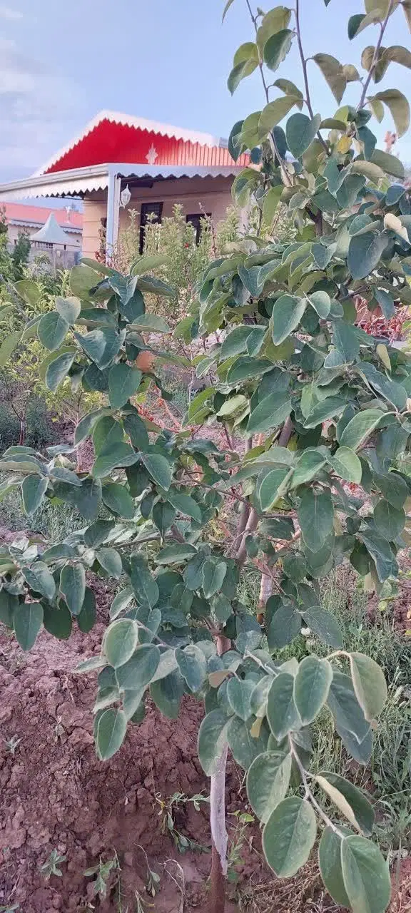صوفیان