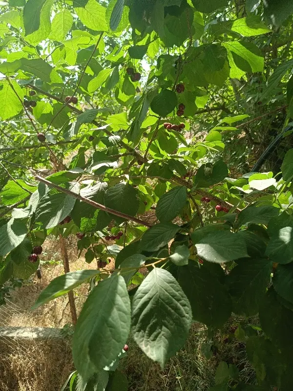 خونه ویلایی فروشی