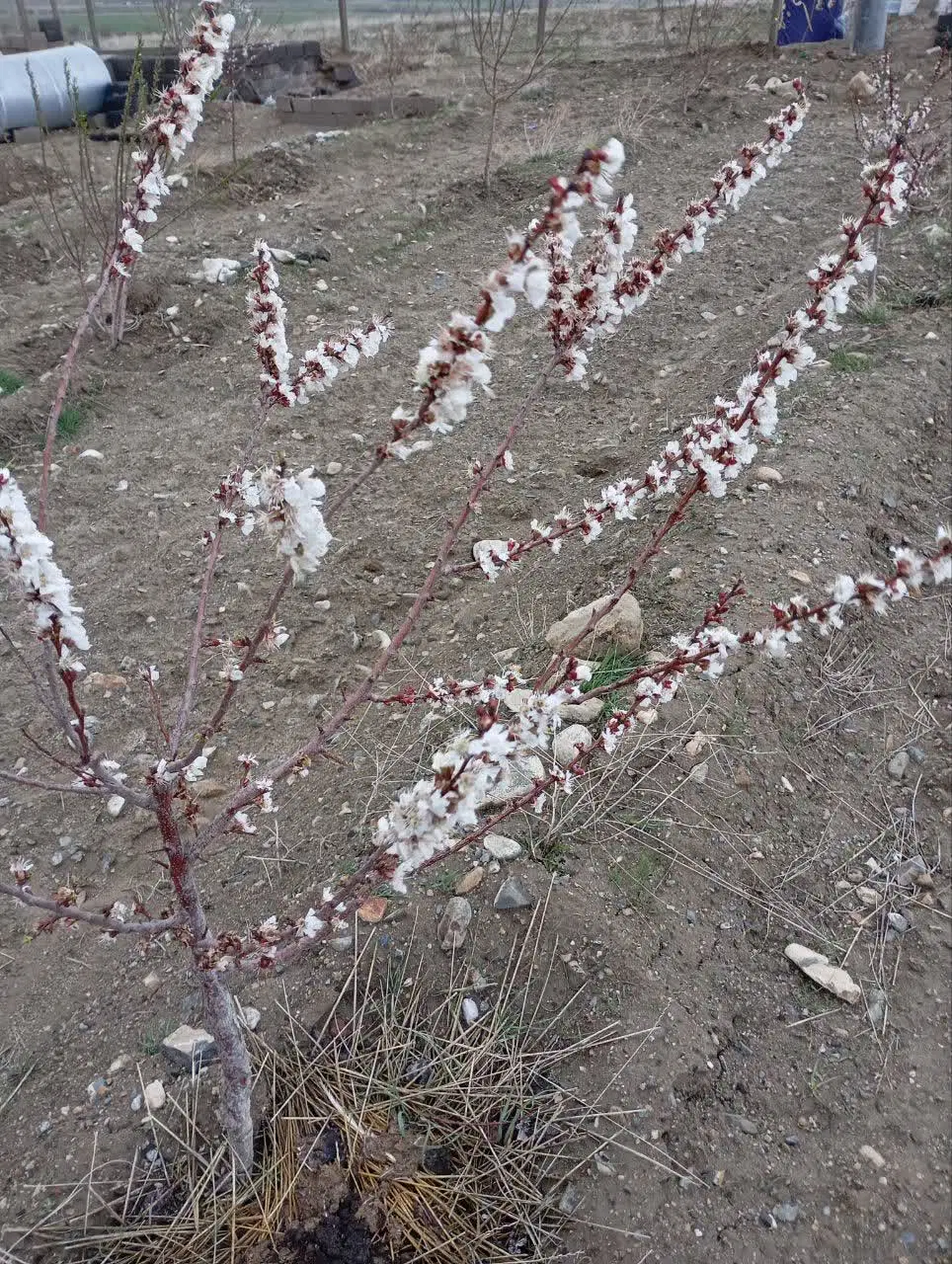 1500مترباغه وسطه آبرومند وسیمین