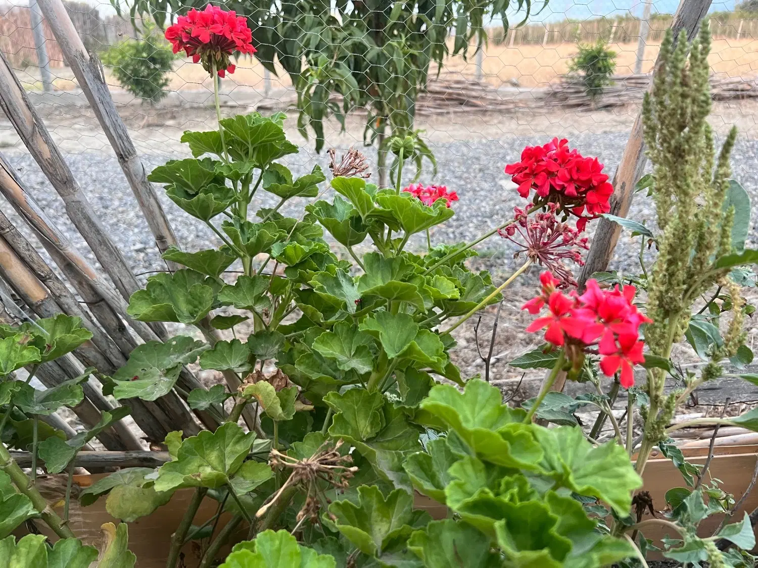باغ میوه