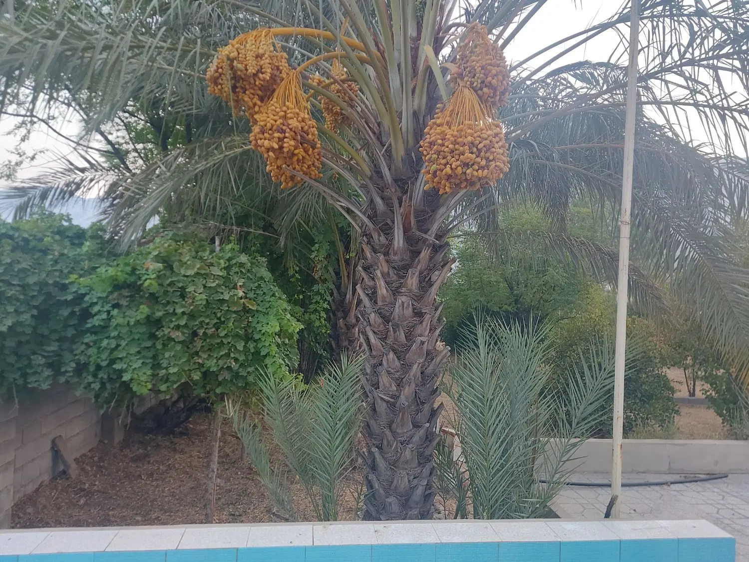 فروش باغچه