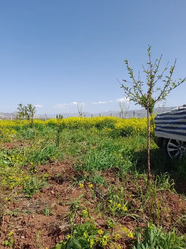 باغ پتروشیمی.(چغاهروشی)
