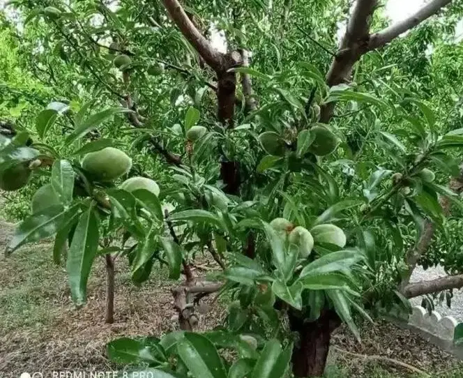 زمین باغ ویلا شاهنامه سرمایه گذاری ویلاسازی اقساطی