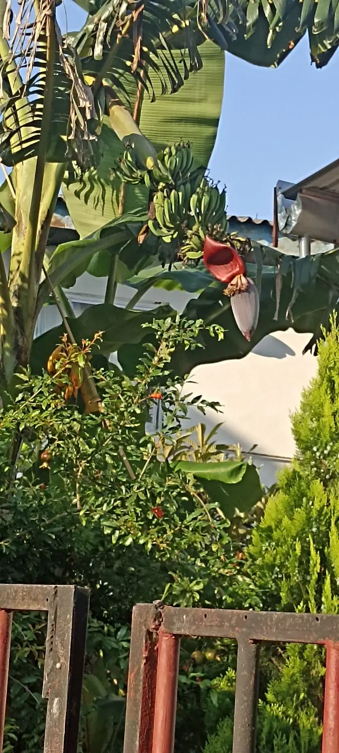 چالوس زمین فروشی