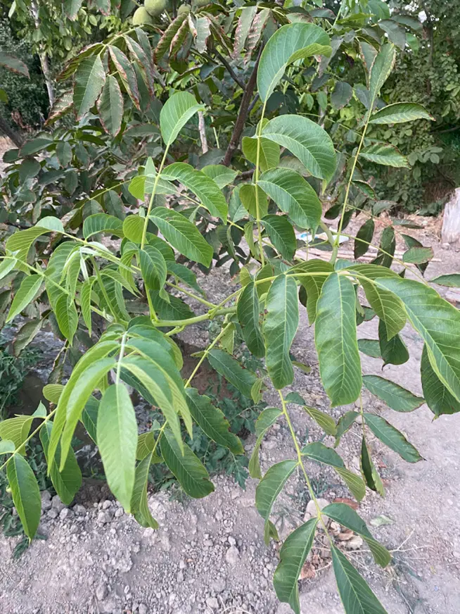 باغچه میوه