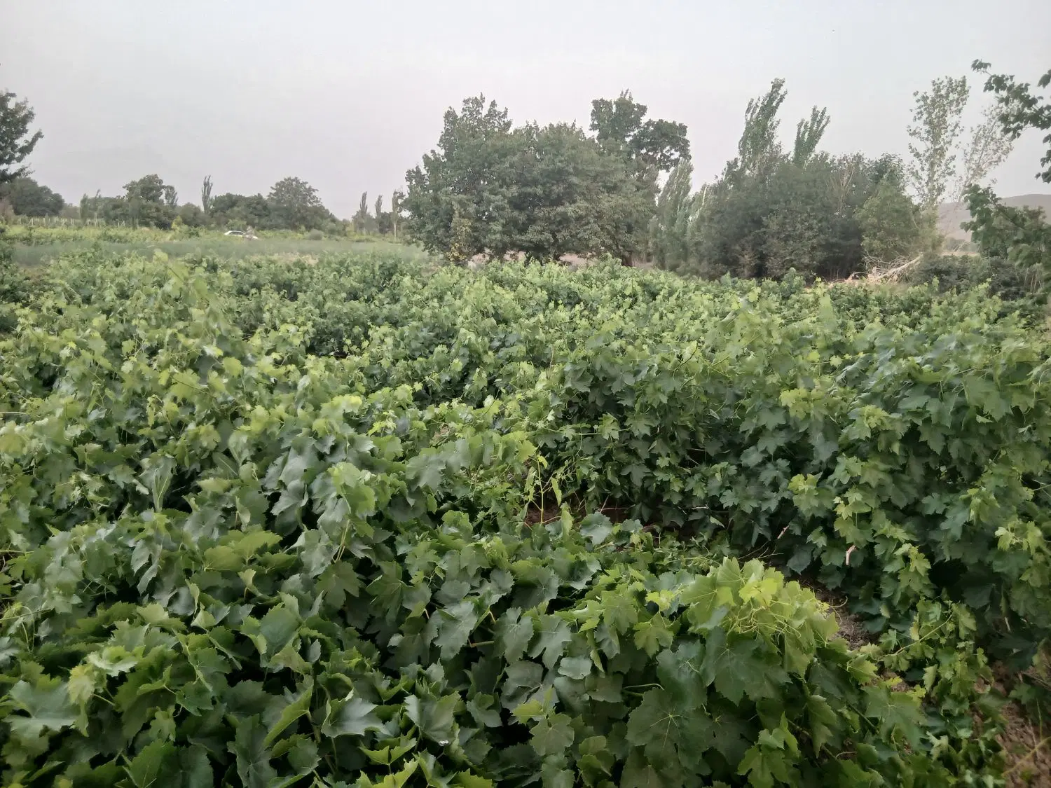 دوهزار متر باغ در ملایر روستای می آباد