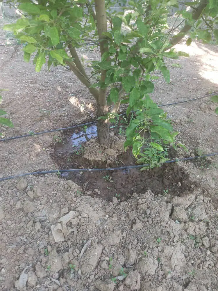 باغ برای سرمایه گذاری در کرج